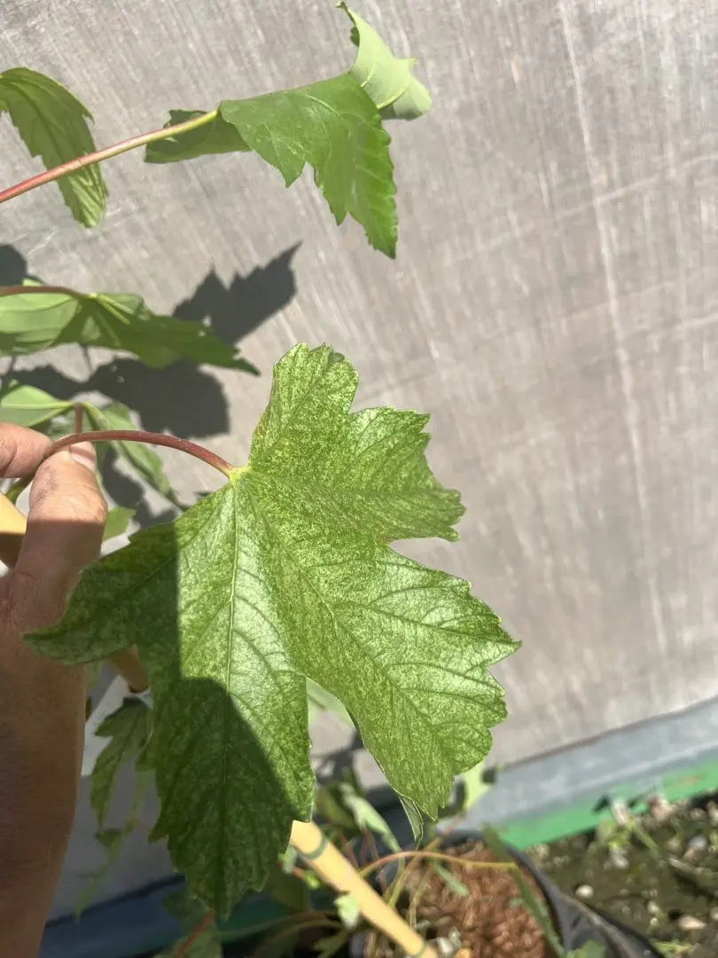 Variegated Sycamore 'Leopoldii' 80/100cm (5L) - Image 2