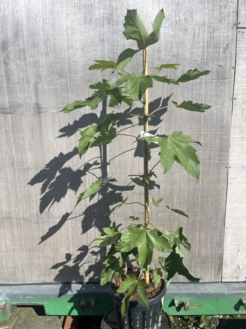 Acer pseudoplatanus - Variegated Sycamore 'Leopoldii'