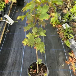 Acer saccharum - Sugar Maple Tree