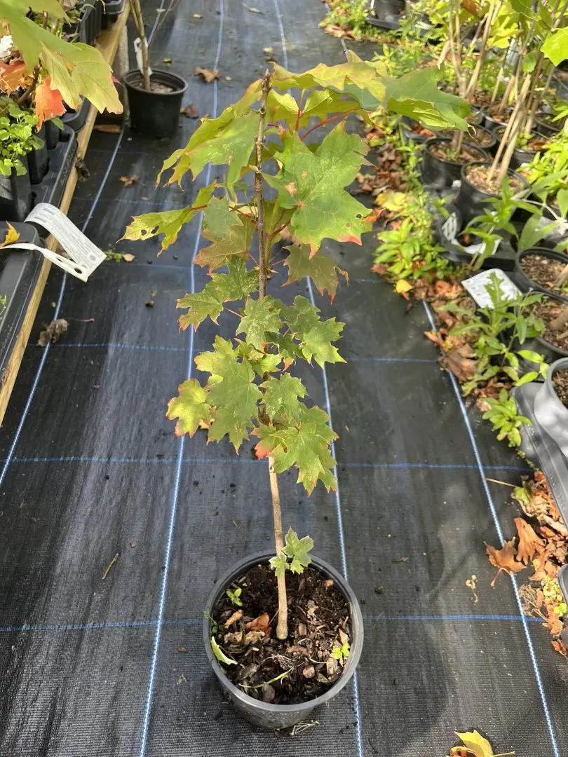 Acer saccharum - Sugar Maple Tree