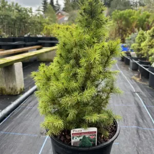 Alberta Spruce Conica - Picea glauca var. albertia