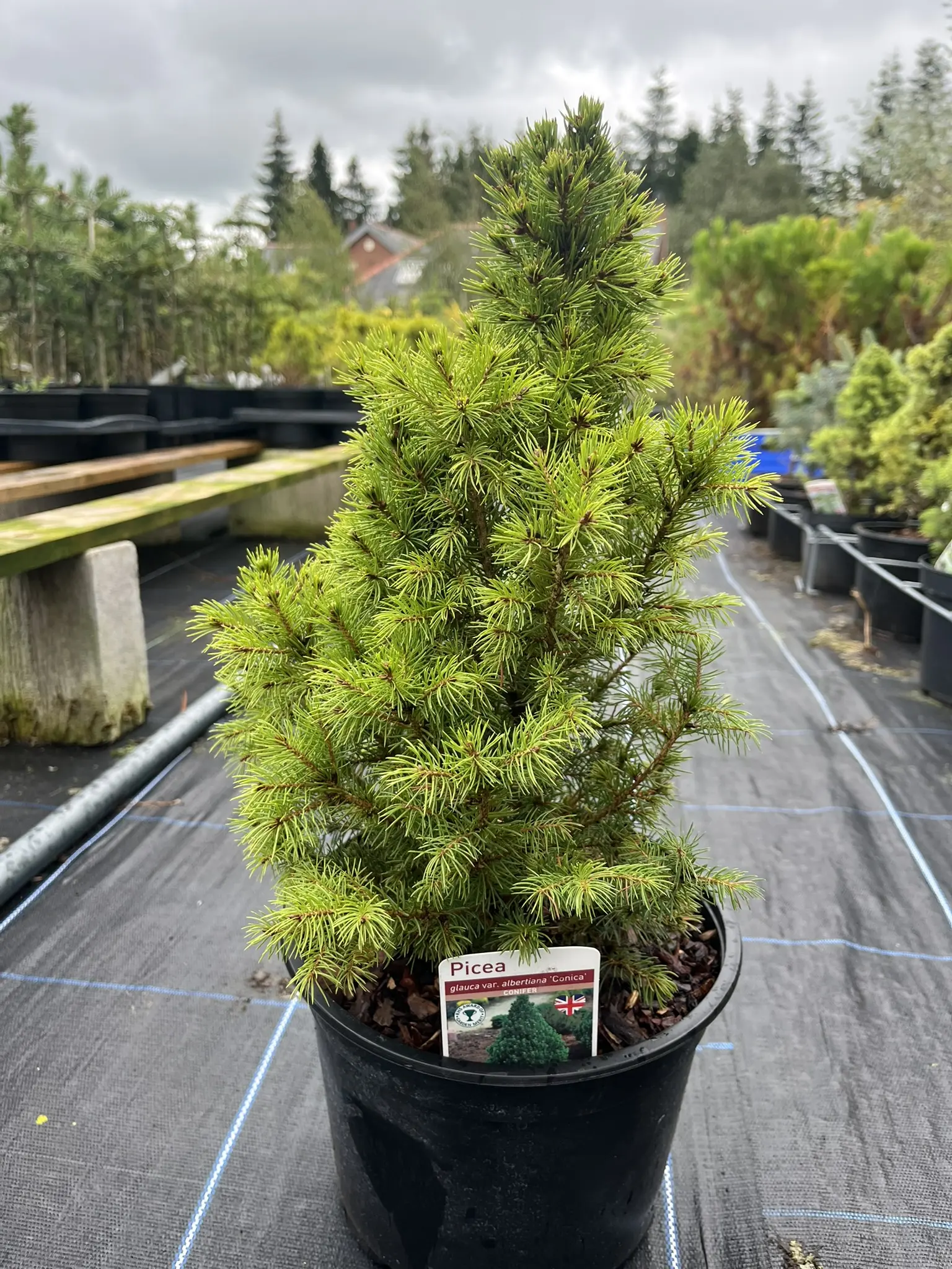 Alberta Spruce Conica - Picea glauca var. albertia