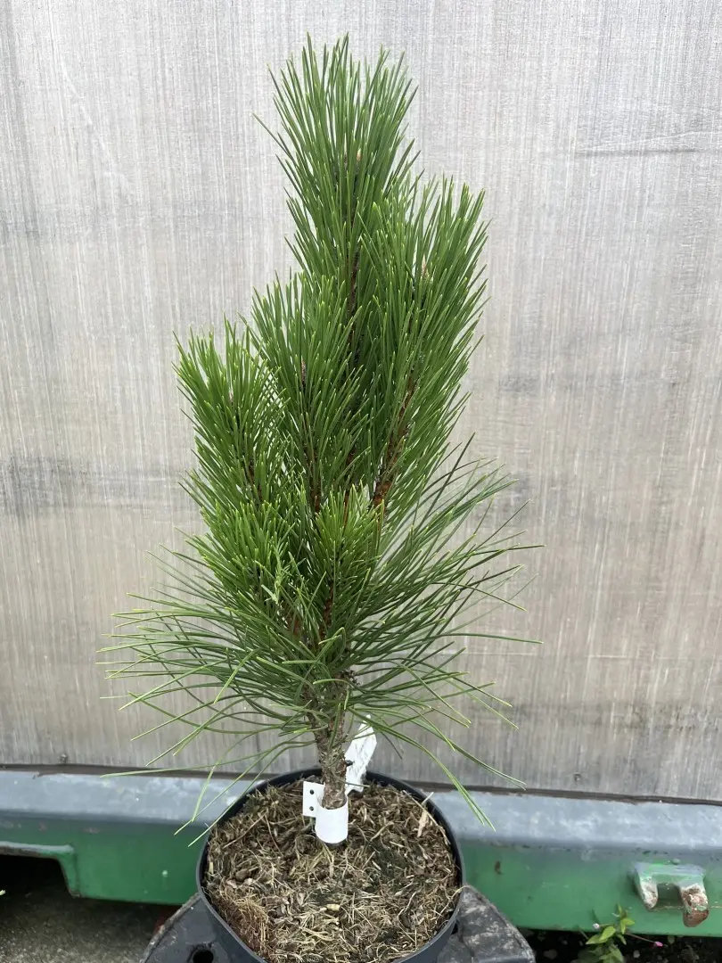 Austrian Pine Pyramidalis - Pinus nigra
