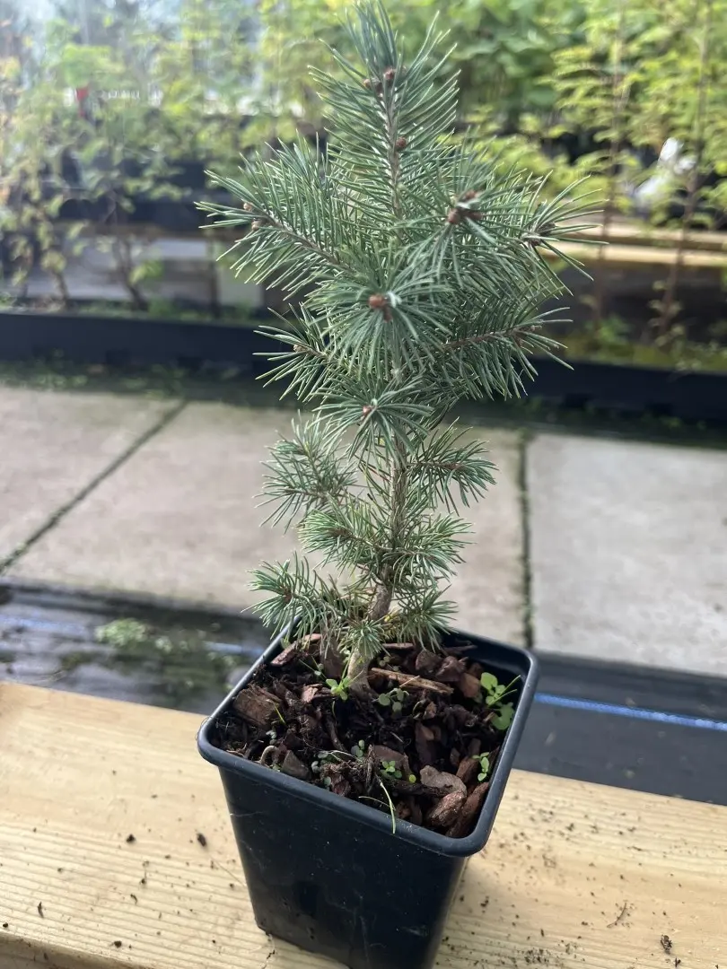 Black Spruce - Picea mariana
