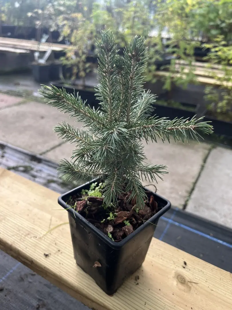 Black Spruce - Picea mariana