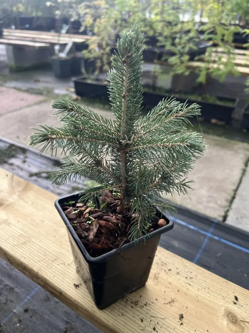 Black Spruce - Picea mariana