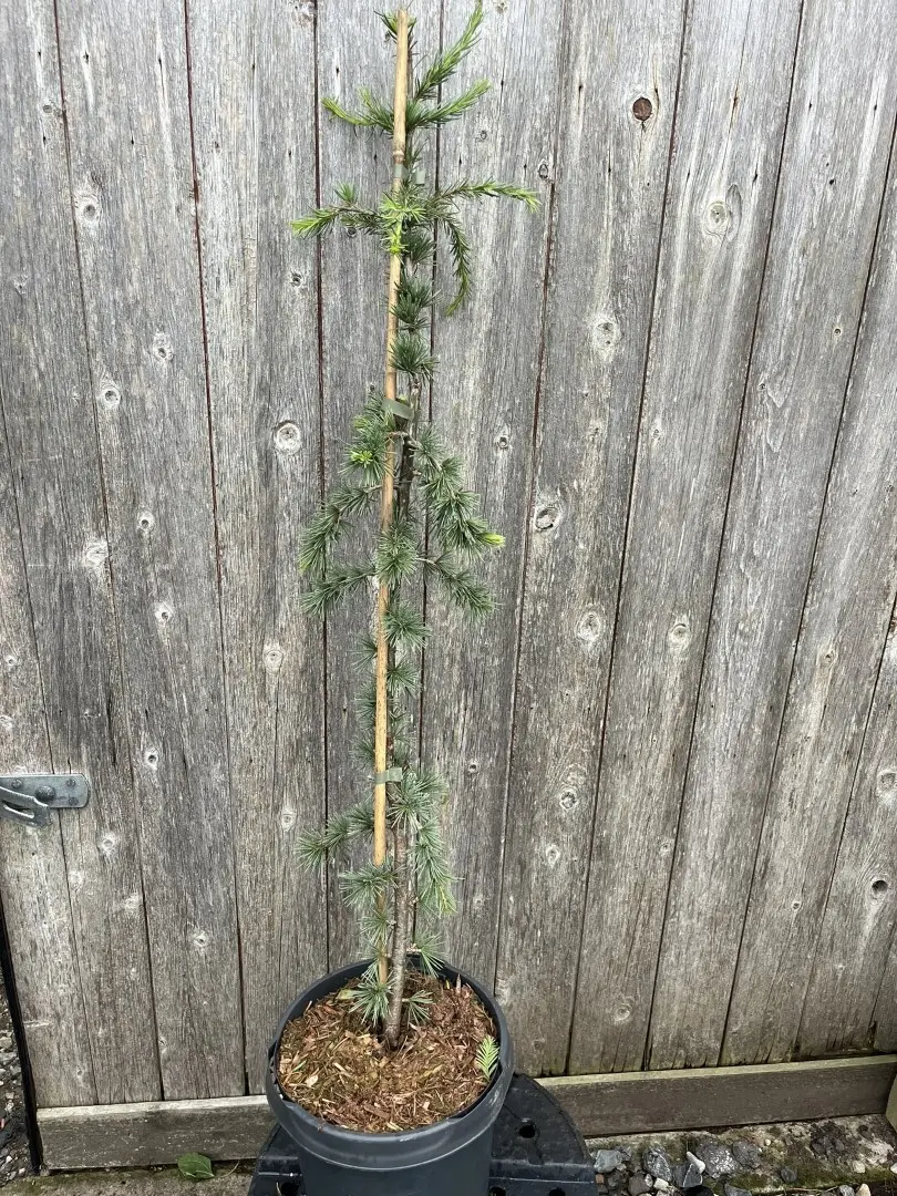 Blue Atlas Cedar 'Glauca Pendula' 80/100cm (5L) - Cedrus libani