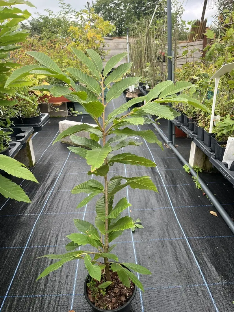 Castanea dentata - American Chestnut