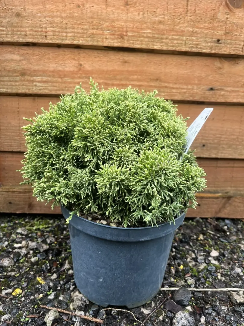Chamaecyparis pisifera - Sawara Cypress 'White Pygmy'