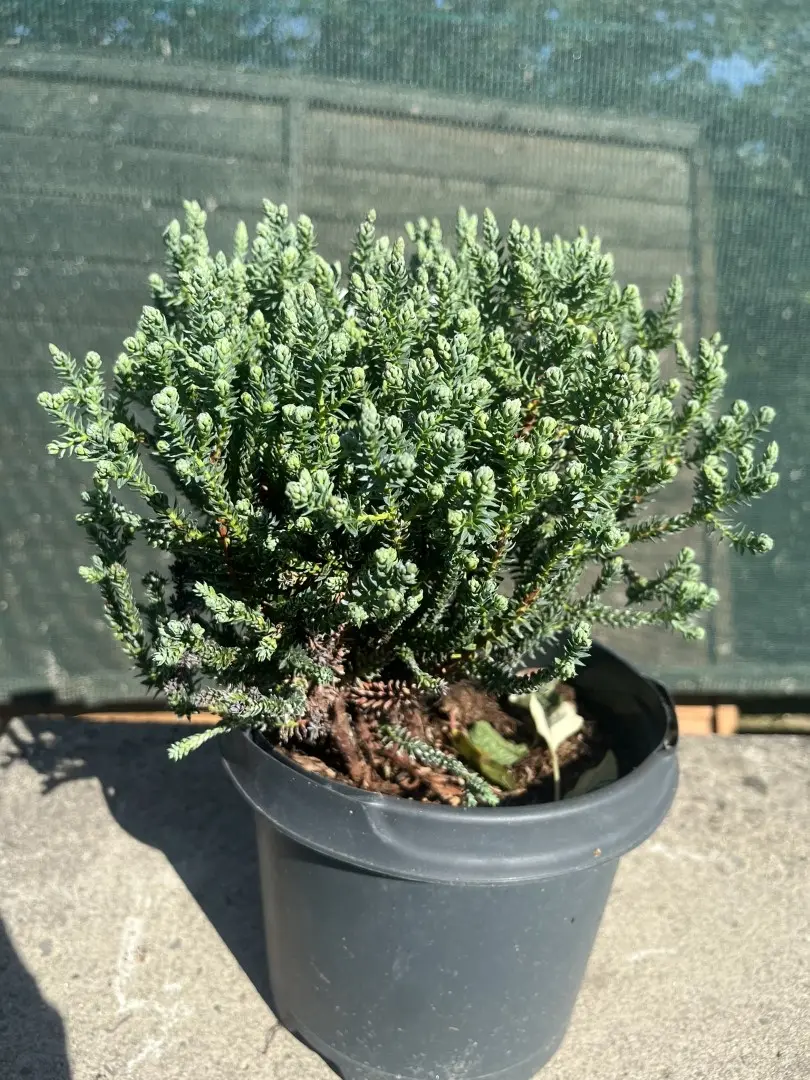 Chamaecyparis thyoides - Southern White Cedar 'Blue Rock'
