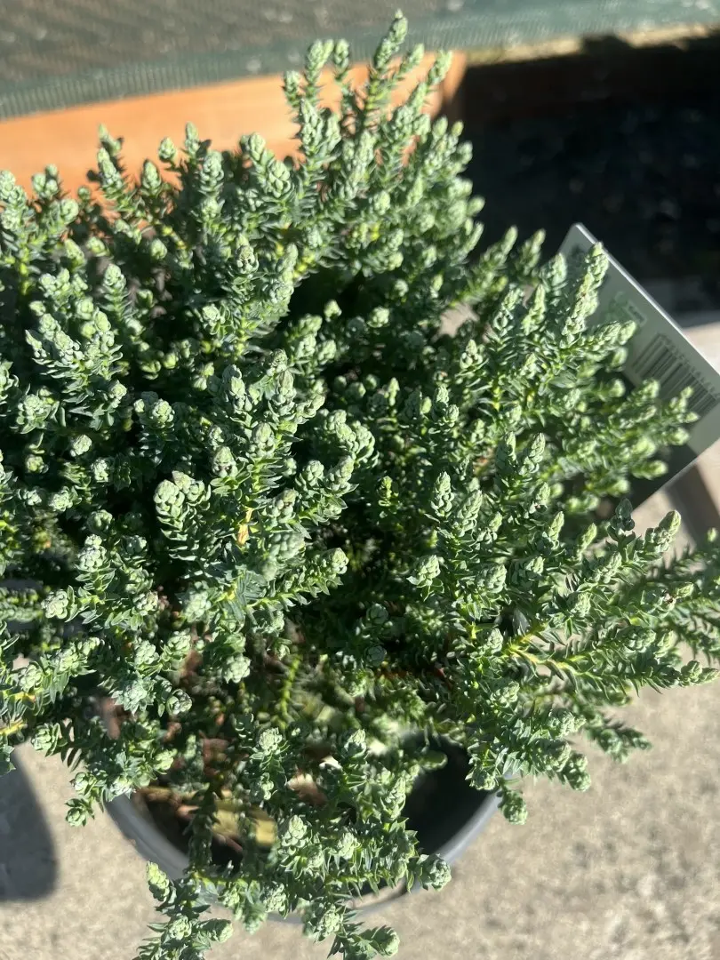Chamaecyparis thyoides - Southern White Cedar 'Blue Rock'