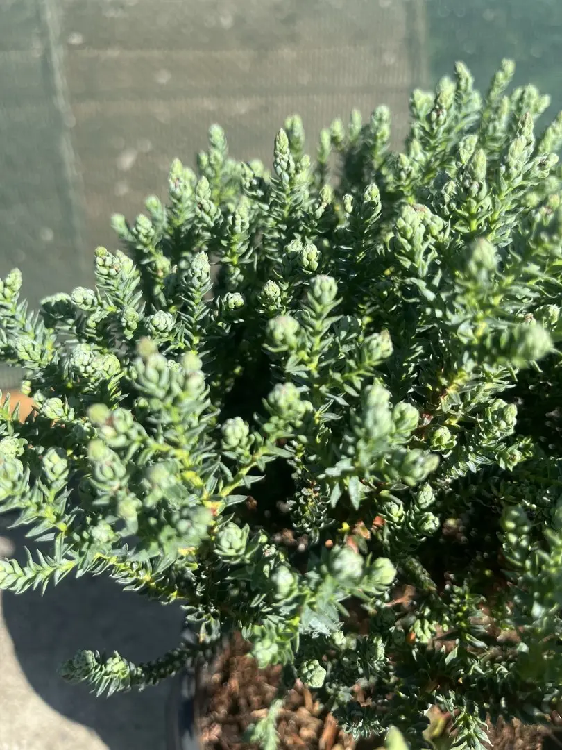 Chamaecyparis thyoides - Southern White Cedar 'Blue Rock'