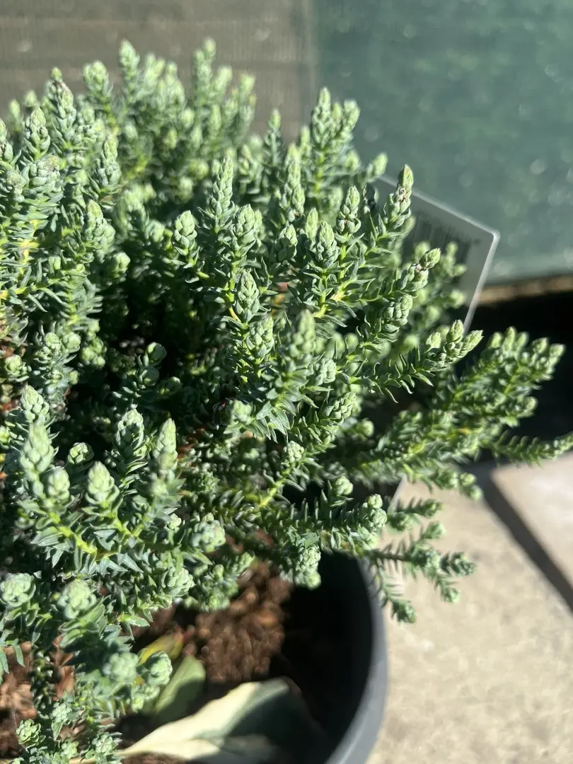 Chamaecyparis thyoides - Southern White Cedar 'Blue Rock'