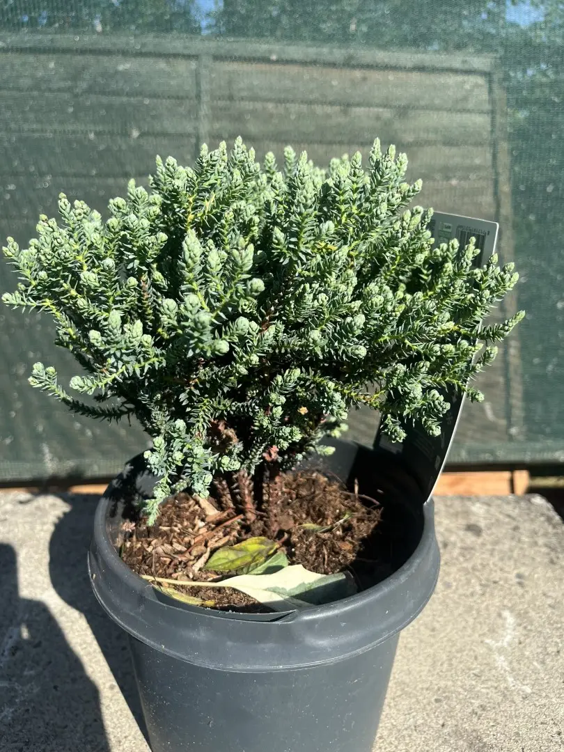 Chamaecyparis thyoides - Southern White Cedar 'Blue Rock'