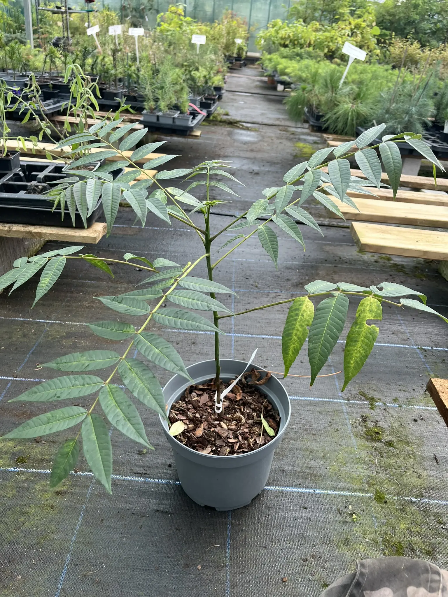 Chinese Mahogany - Toona sinensis