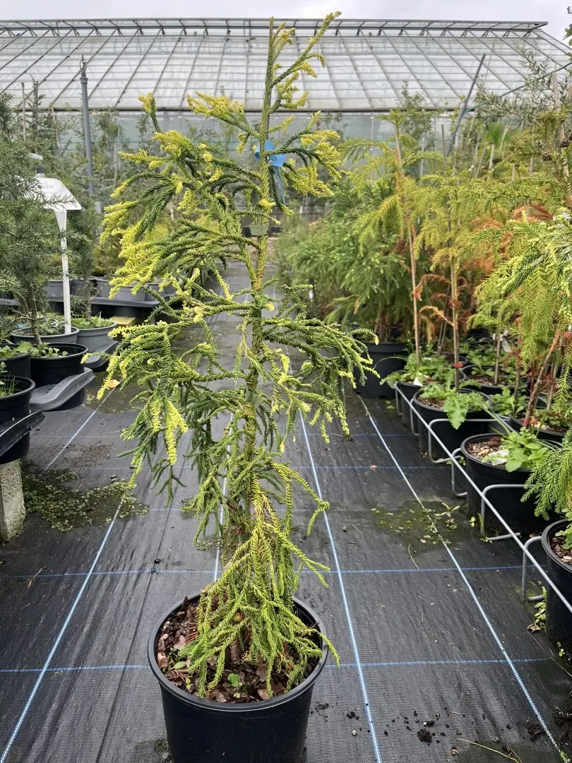 Cryptomeria japonica - Japanese Cedar 'Kyara Gold' 80/100cm