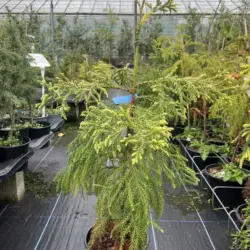 Cryptomeria japonica - Japanese Red Cedar Tree