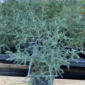 Cupressus arizonica - Arizona Cypress