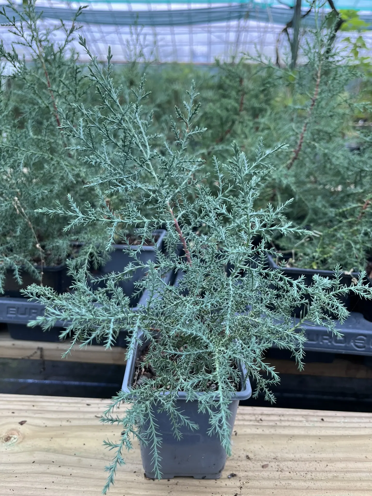 Cupressus arizonica - Arizona Cypress
