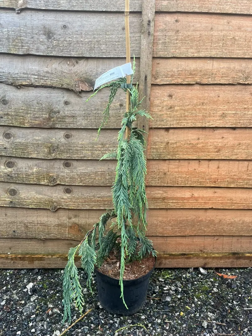 Cupressus nootkatensis - Nootka Cypress ‘Boyko's Sundown’