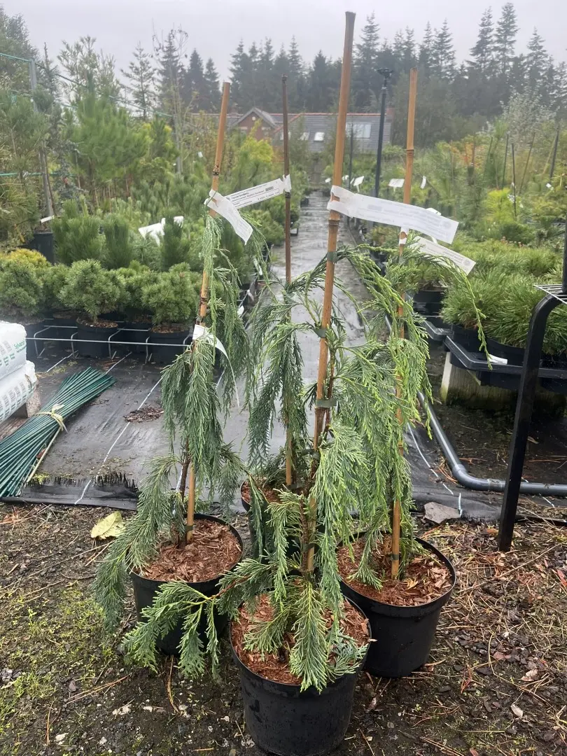 Cupressus nootkatensis - Nootka Cypress ‘Boyko's Sundown’