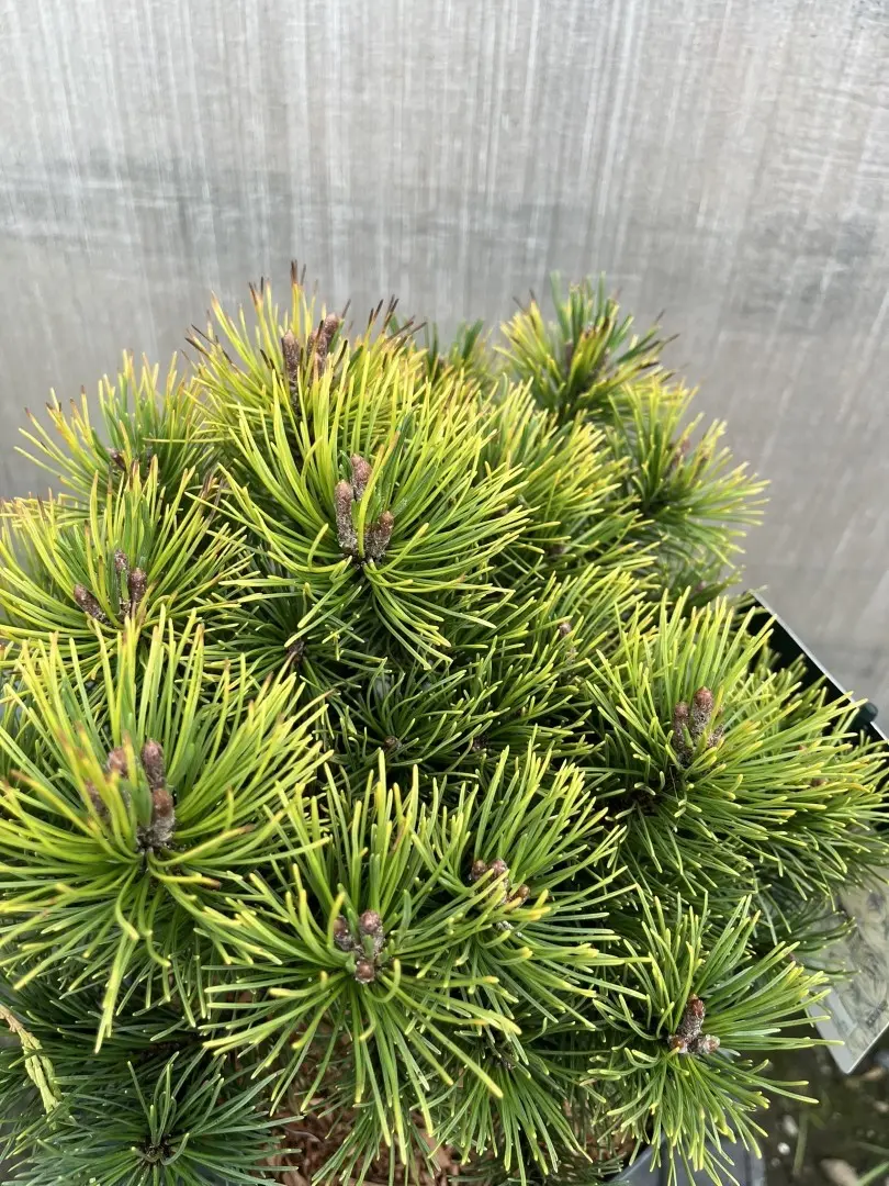 Dwarf Mountain Pine 'Ophir' - Pinus mugo