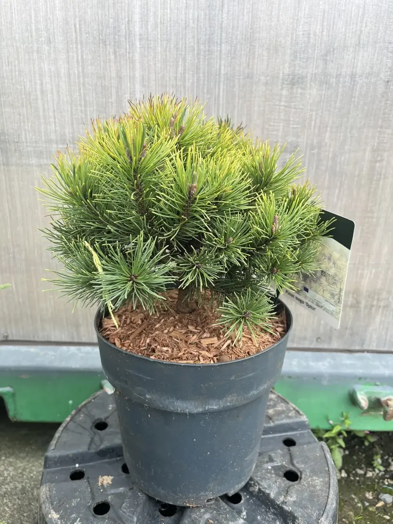 Dwarf Mountain Pine 'Ophir' - Pinus mugo