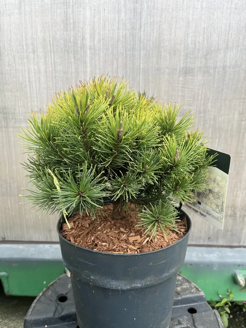 Dwarf Mountain Pine 'Ophir' - Pinus mugo