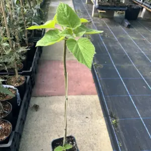 Foxglove Tree - Paulownia tomentosa