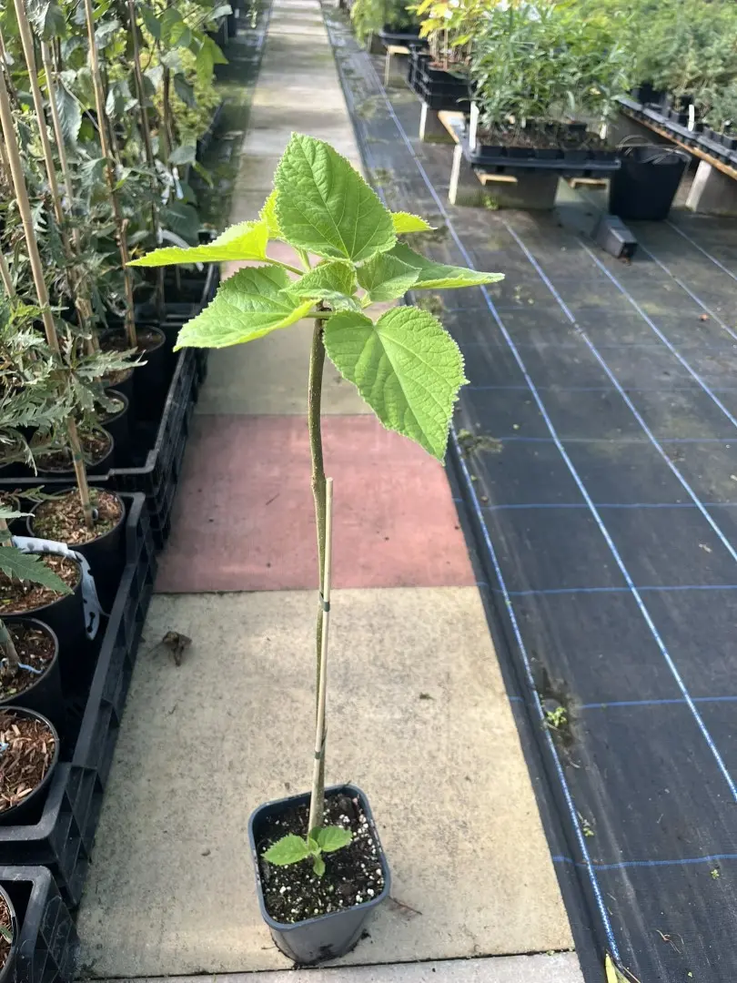 Foxglove Tree - Paulownia tomentosa