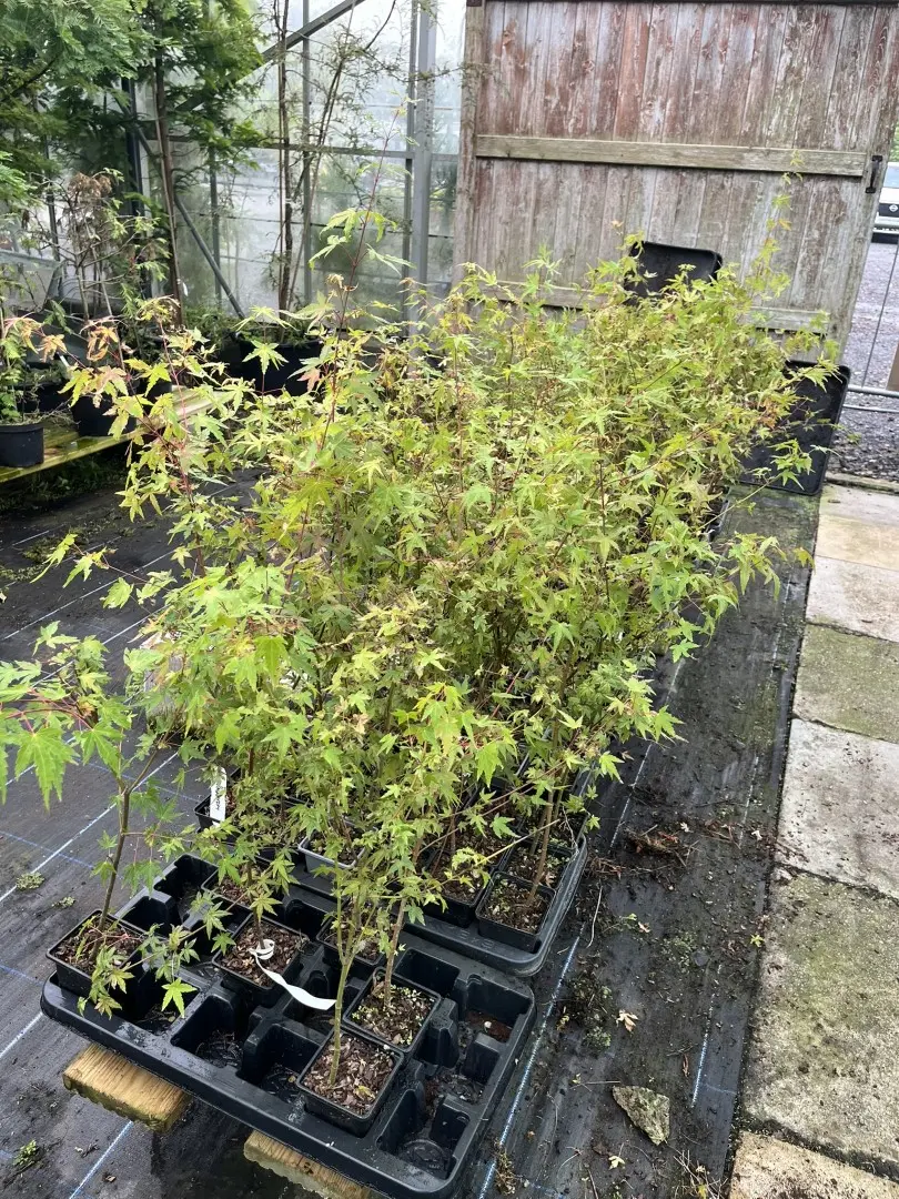 Green Japanese Maple - Acer palmatum