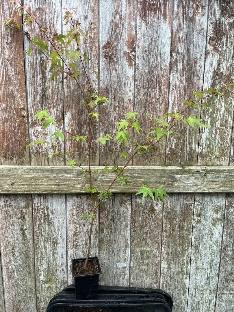 Green Japanese Maple - Acer palmatum