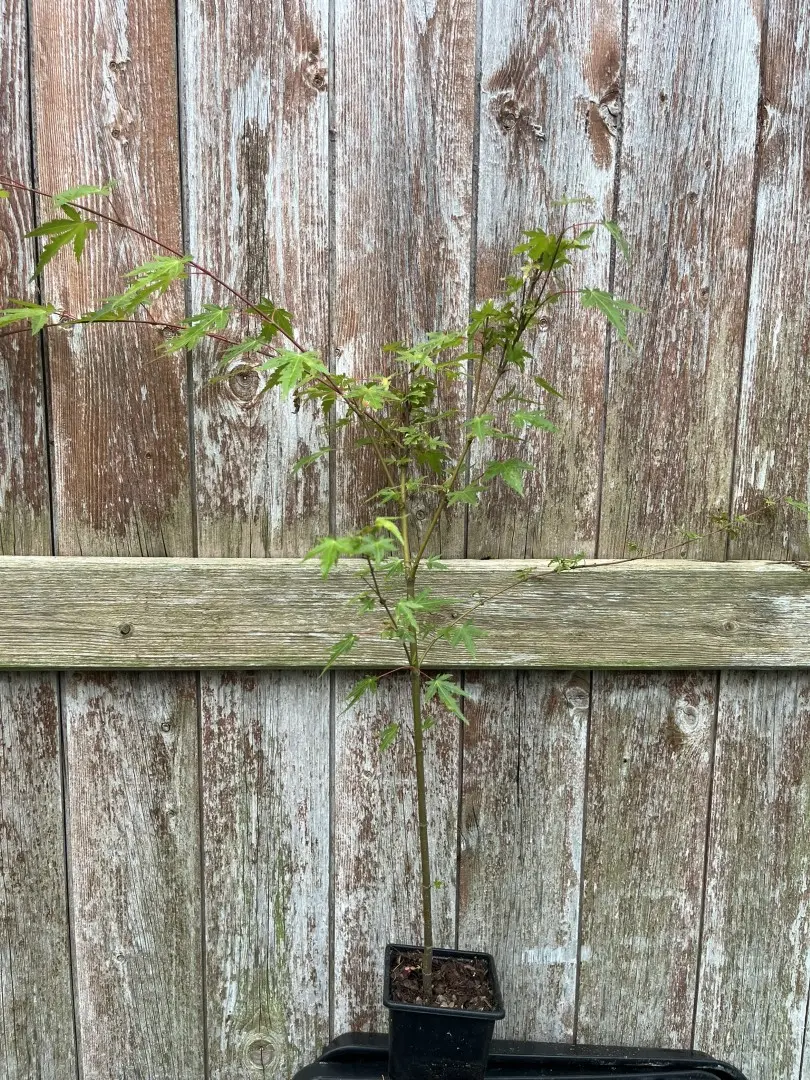 Green Japanese Maple - Acer palmatum