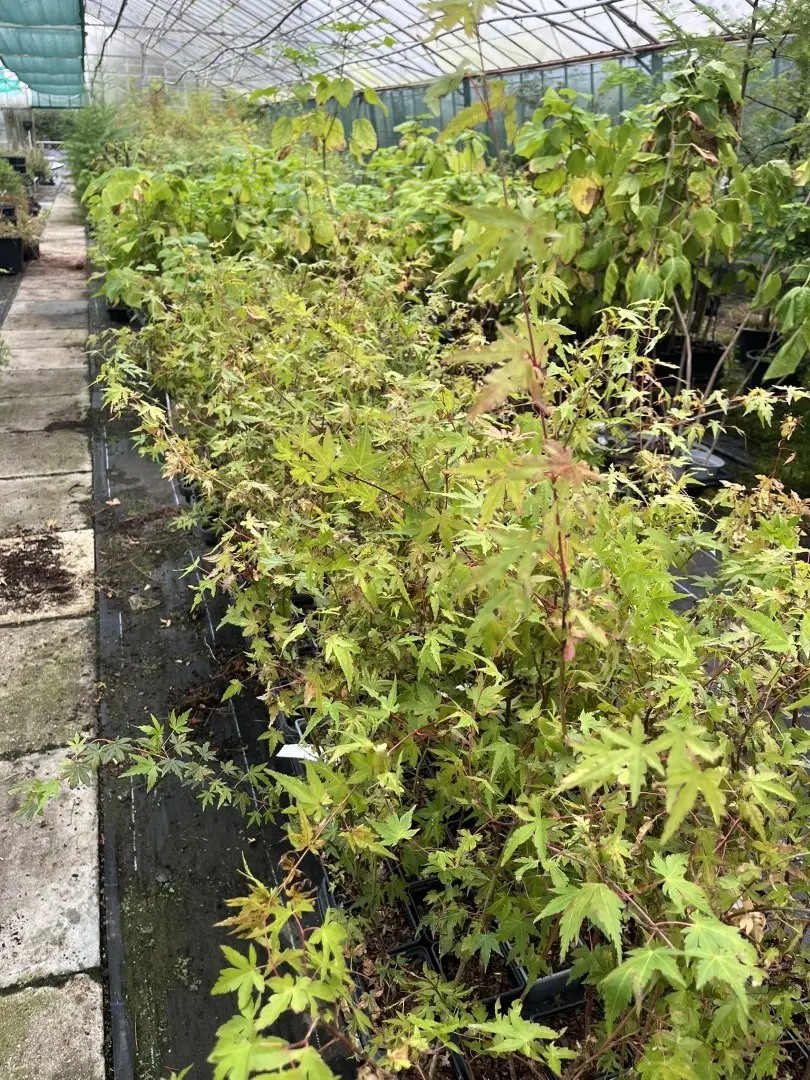 Green Japanese Maple - Acer palmatum