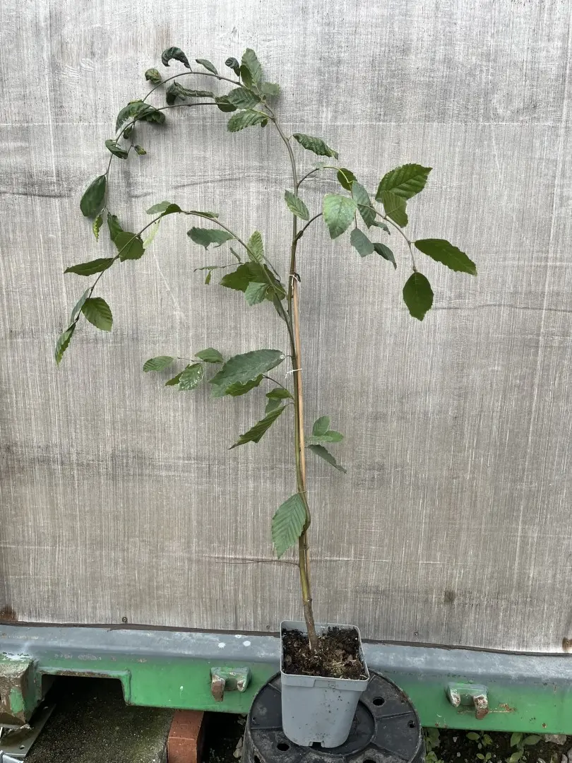 Hornbeam 'Pendula' 100/120cm (2L)