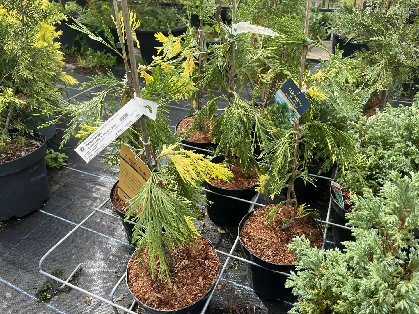 Incense Cedar 'Aureovariegata' - Calocedrus decurrens