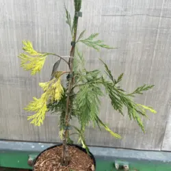 Incense Cedar 'Aureovariegata' - Calocedrus decurrens