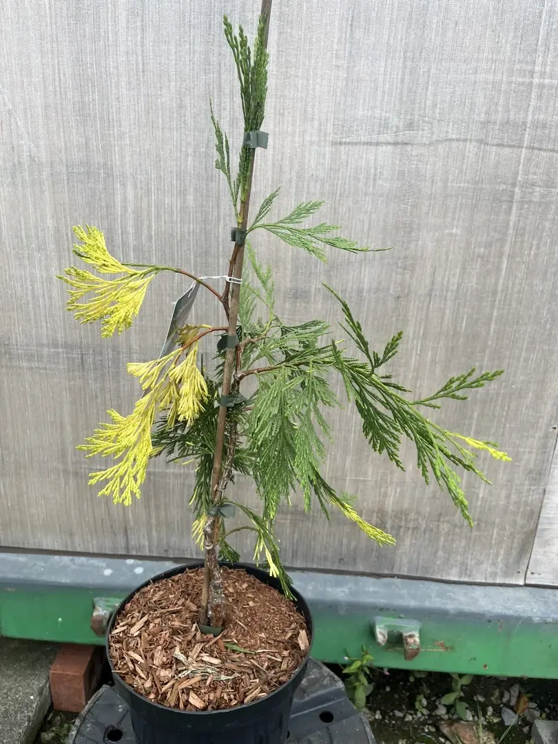 Incense Cedar 'Aureovariegata' - Calocedrus decurrens
