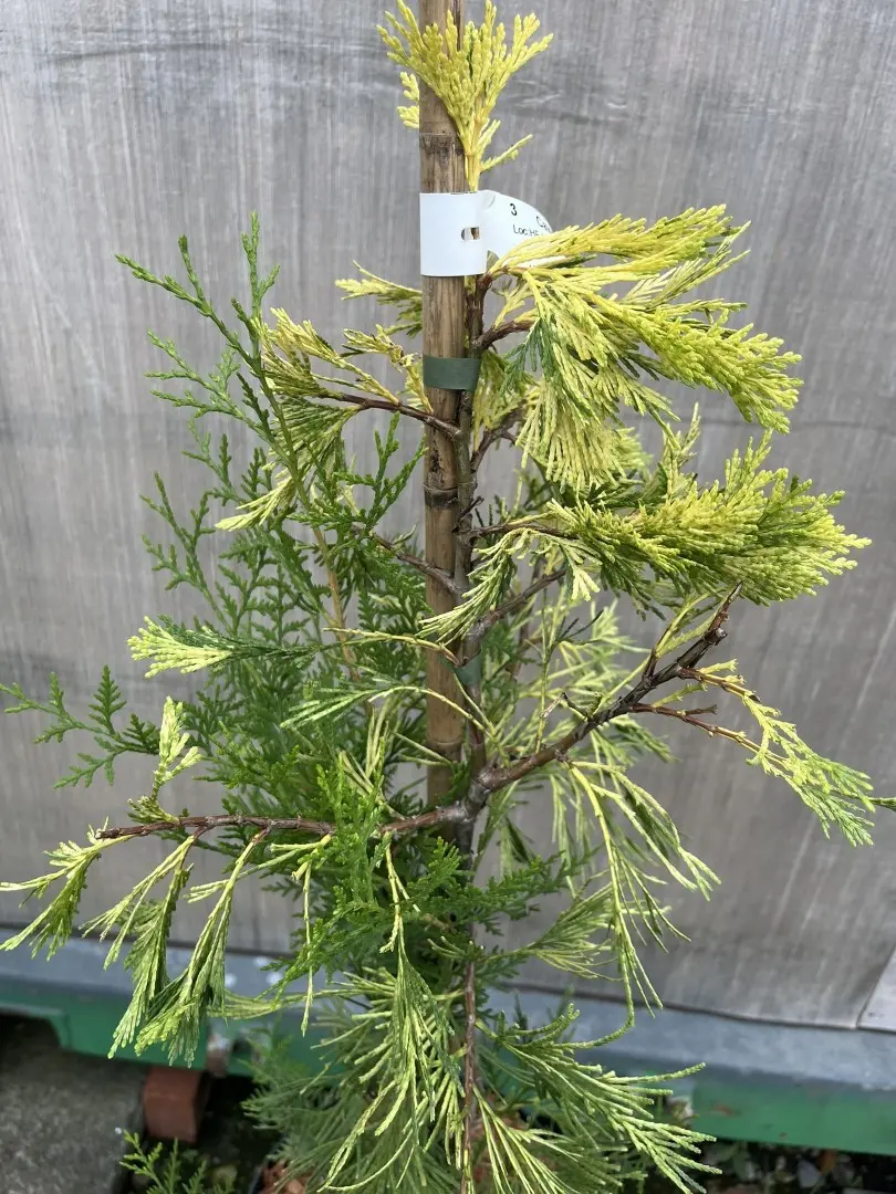 Incense Cedar 'Maupin Glow' 80-100cm - Calocedrus decurrens