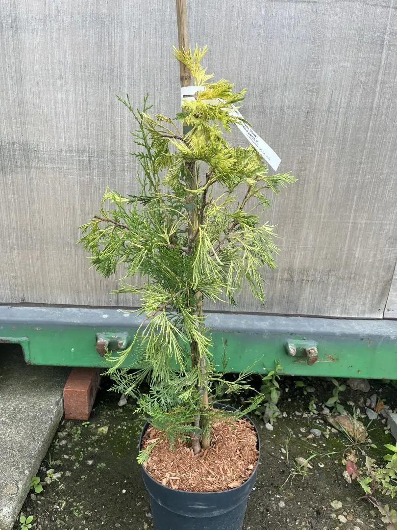 Incense Cedar 'Maupin Glow' 80-100cm - Calocedrus decurrens