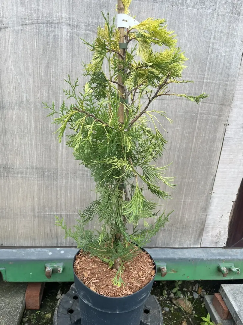 Incense Cedar 'Maupin Glow' 80-100cm - Calocedrus decurrens