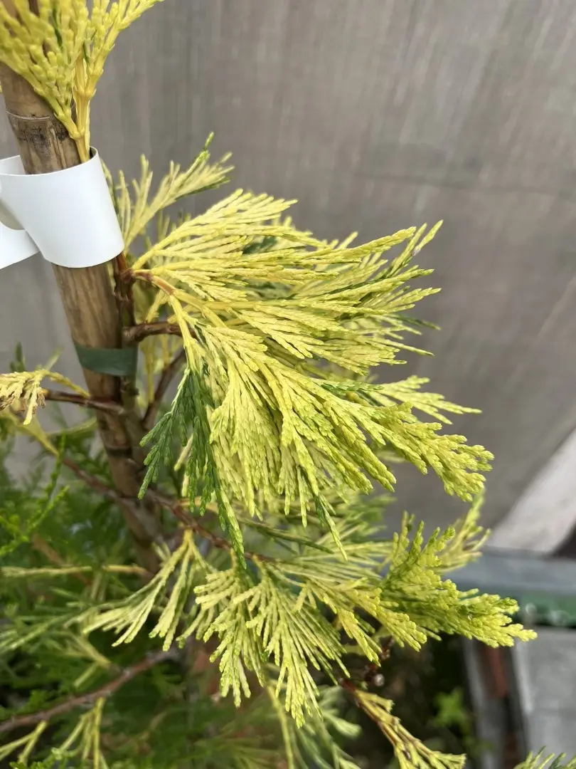 Incense Cedar 'Maupin Glow' 80-100cm - Calocedrus decurrens