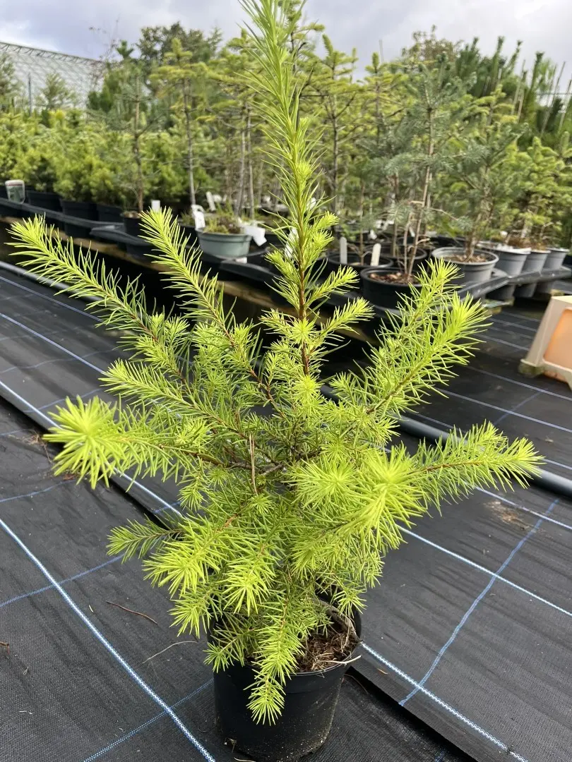 Japanese Larch - Larix kaempferi