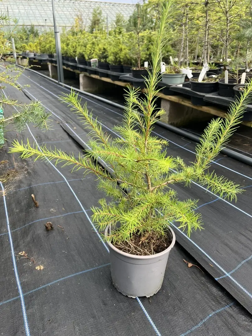 Japanese Larch - Larix kaempferi