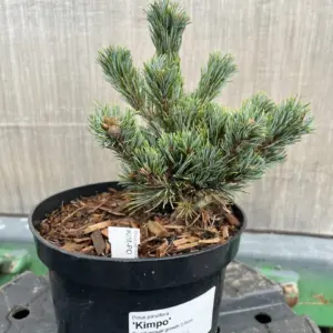 Japanese White Pine 'Kinpo' - Pinus parviflora