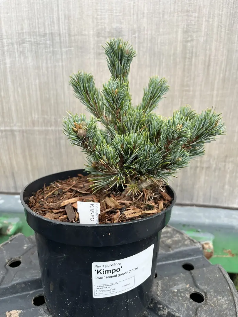 Japanese White Pine 'Kinpo' - Pinus parviflora