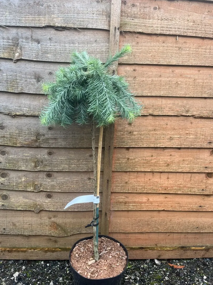 Larix kaempferi - Japanese Larch 'Blue Dwarf'