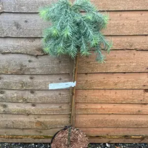 Larix kaempferi - Japanese Larch 'Blue Dwarf'