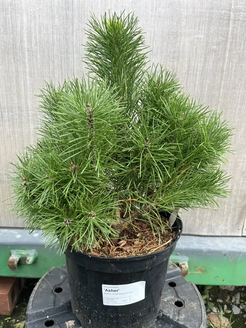 Lodgepole Pine 'Asher' - Pinus contorta