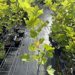 London Plane - Platanus x hispanica